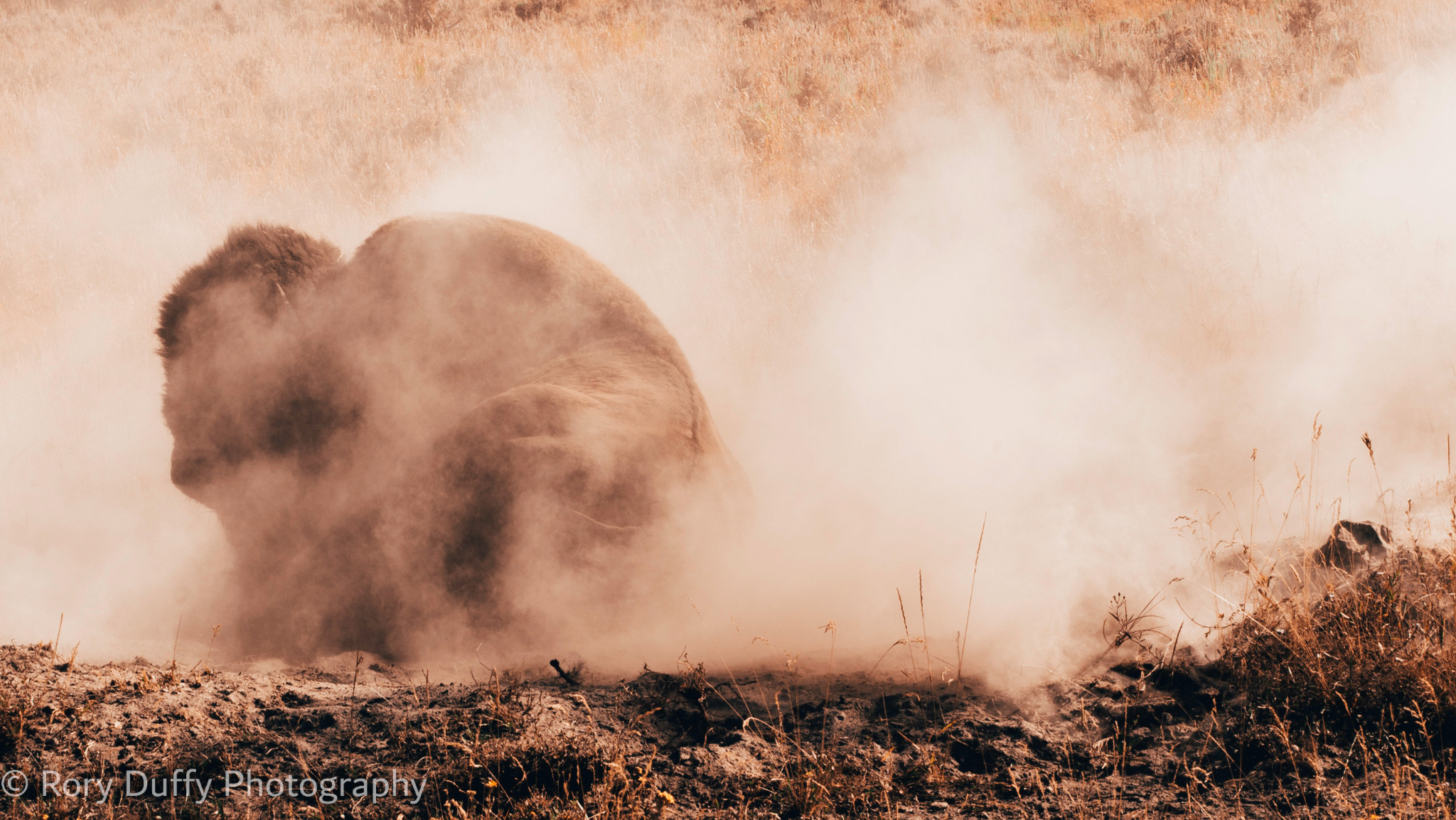 Bison rolling in a cloud of dust photographed by Rory Duffy