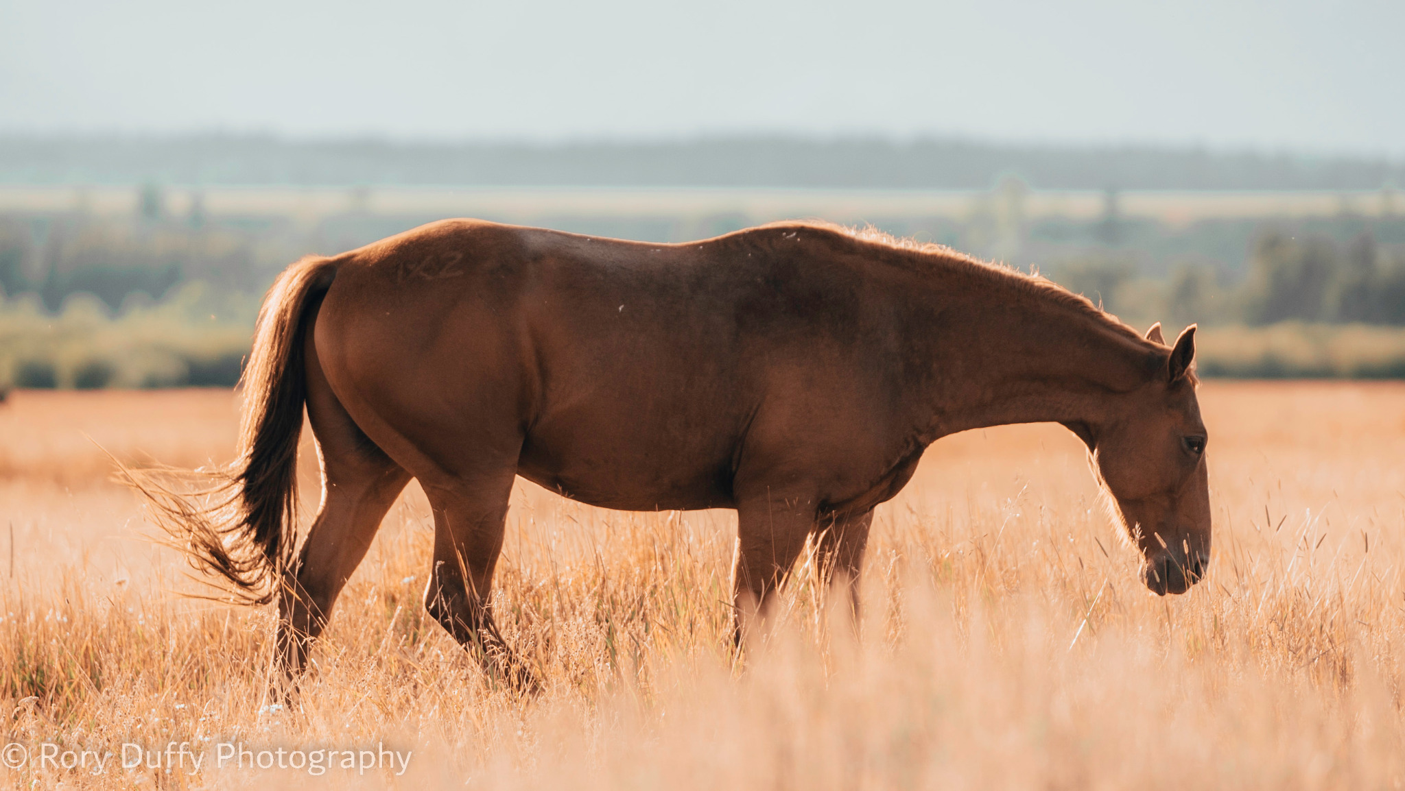 Horse grazing in a sunlit golden field photographed by Rory Duffy