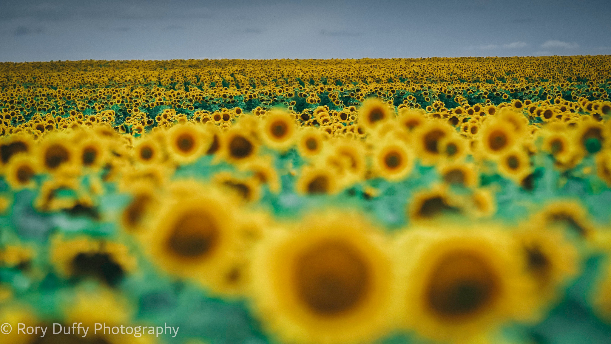 Expansive sunflower field beneath a dark sky photographed by Rory Duffy